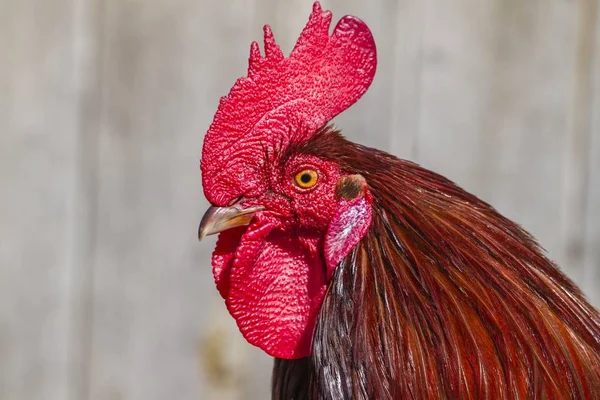 Vista Vicino Della Testa Gallina Domestica — Foto Stock