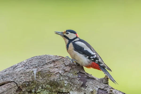 Grande Manchado Woodpecker Closeup Contra Fundo Borrado — Fotografia de Stock