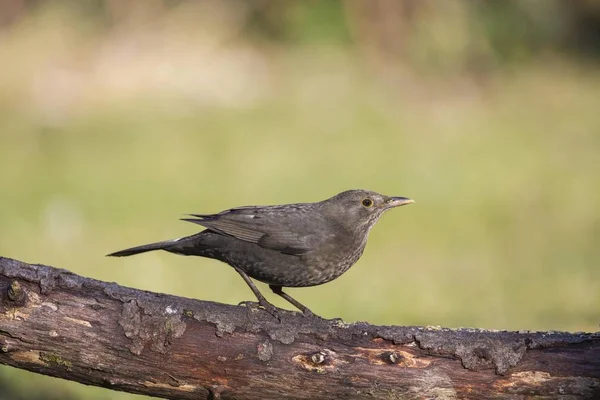 Şube Seçici Odak Oturan Siyah Kuş — Stok fotoğraf