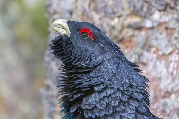 Lindo Capercaillie Pájaro Primer Plano Vista —  Fotos de Stock