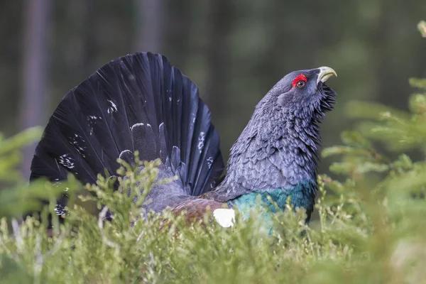 Tjäder Grönt Gräs Vilda Liv — Stockfoto