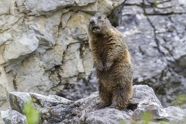 Marmota Alpina Marmota Marmota Sandesbachtal Tirol Austria Europa — Foto de Stock