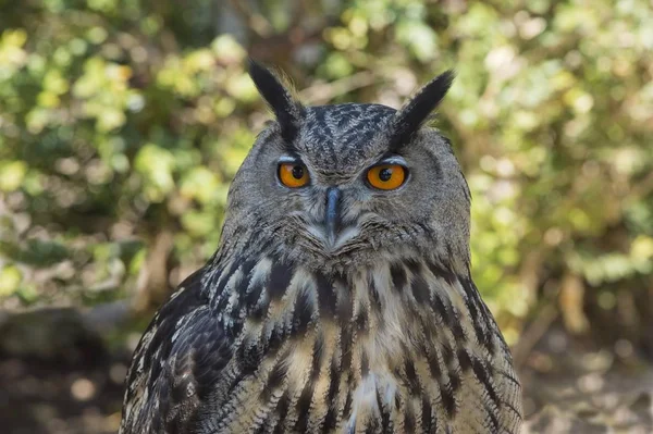 Vista Closeup Eurasian Eagle Owl — Fotografia de Stock