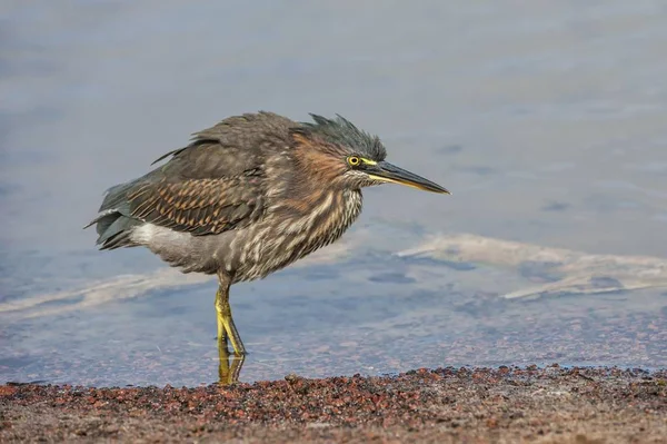 Garza Estriada Pie Junto Agua Vida Silvestre —  Fotos de Stock