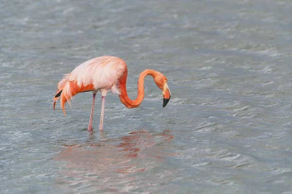 Американский Фламинго Кормление Воде Дикая Жизнь — стоковое фото