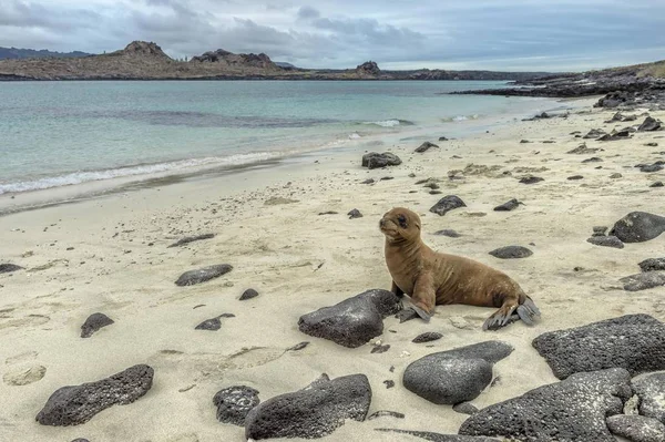 cute Galpagos Sea Lion pup, Galpagos