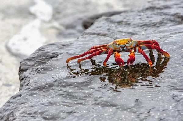 Sally Lightfoot Crab Grapsus Grapsus Galpagos — Stock Photo, Image