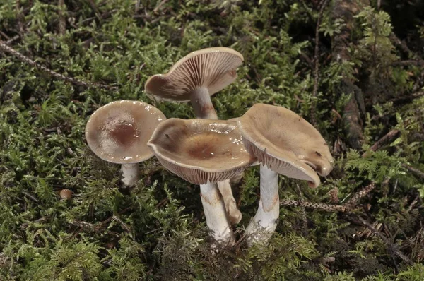 Orangefarbene Webmütze Oder Schleimige Cortinarius Pilze Nahaufnahme — Stockfoto