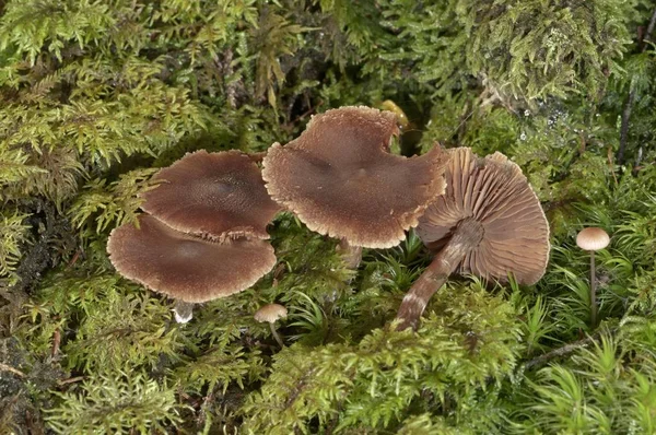 赤キャップ Cortinarius の森林で成長のクローズ アップ ビュー — ストック写真