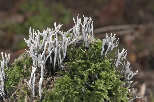 Candlestick Fungus Candlesnuff Fungus Carbon Antlers Stag Horn Fungus Xylaria — Stock Photo, Image