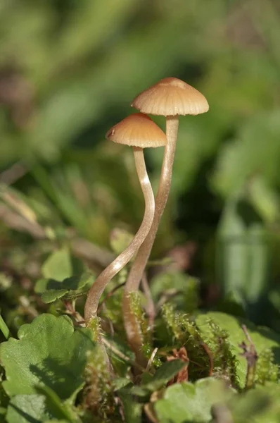 Close Beeld Van Galerina Groeien Bos — Stockfoto