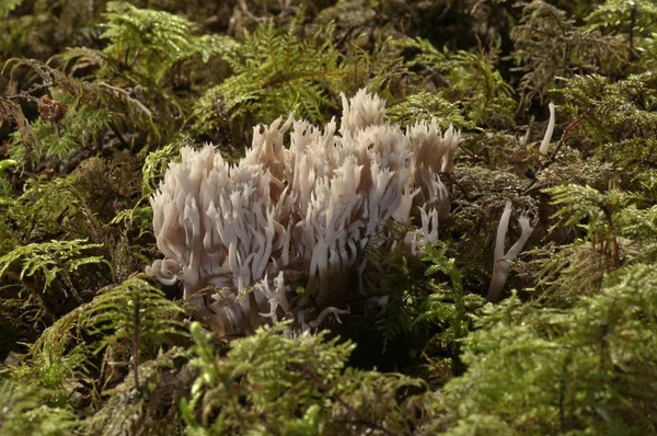 白色珊瑚真菌或花冠 — 图库照片