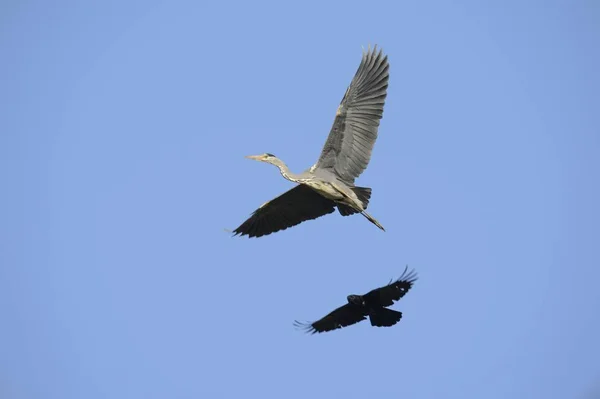 在蓝天飞行的乌鸦和灰鹭鸟 — 图库照片