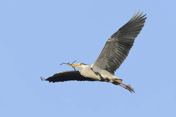 Blauwe Reiger Vlucht Met Nesten Van Materiaal — Stockfoto