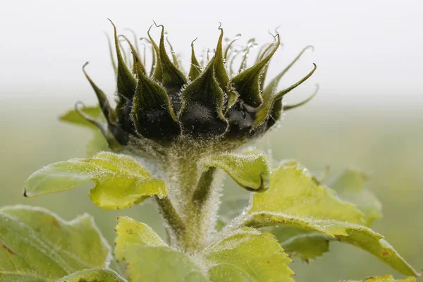 Bud Sunflower Helianthus Annuus Renânia Norte Vestefália Alemanha Europa — Fotografia de Stock