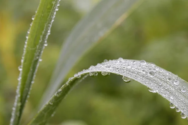 Grashalme Mit Tautropfen — Stockfoto