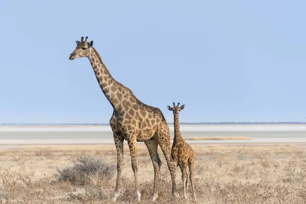 Giraffe Alte Piedi Nella Vita Selvaggia — Foto Stock