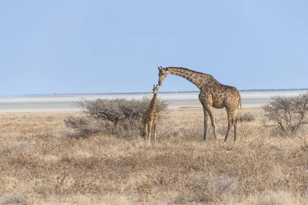 Alte Giraffe Madre Cucciolo Nella Vita Selvaggia — Foto Stock