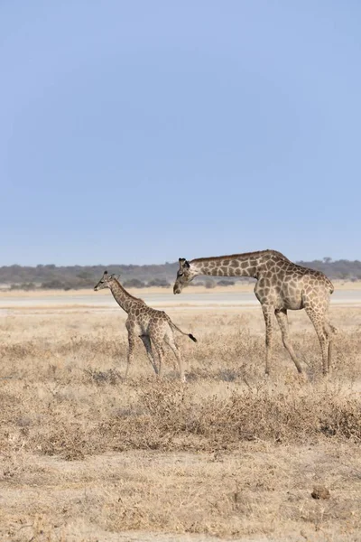 Jirafas Altas Campo Vida Salvaje — Foto de Stock