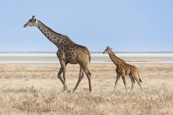 背の高いキリン母とカブの野生生物 — ストック写真