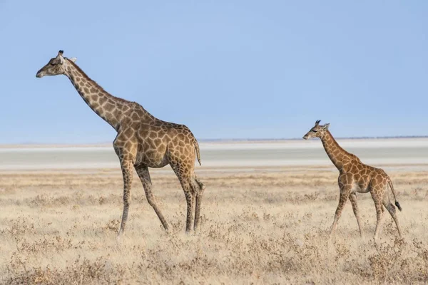 tall giraffes at field in wild life