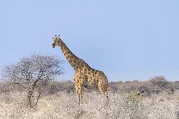 Uzun Boylu Zürafa Ayakta Yaban Hayatı Çalıların Içinde — Stok fotoğraf