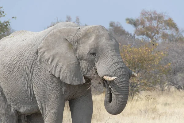 Éléphant Grand Mignon Dans Habitat Naturel Savane — Photo
