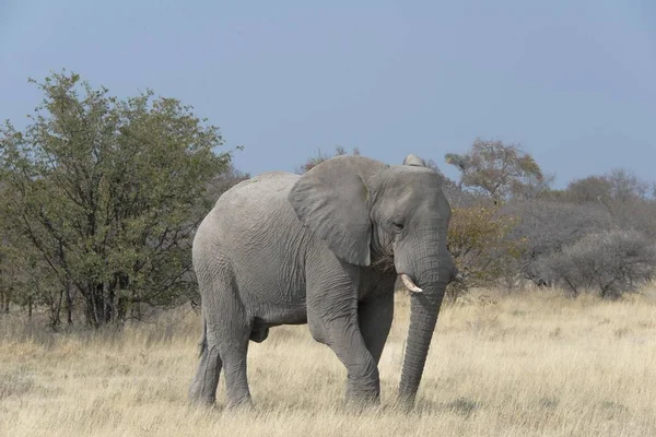 Grote Schattig Olifant Natuurlijke Habitat Savanne — Stockfoto