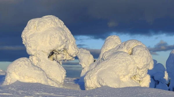 Snow Covered Pines Rukatunturi Kuusamo Lapland Finland Europe — Stock Photo, Image