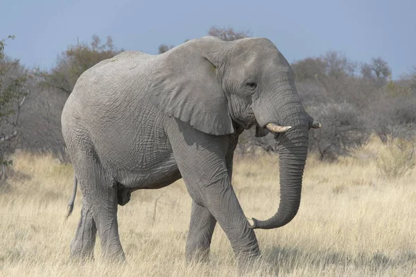 large and cute elephant in natural habitat at savanna