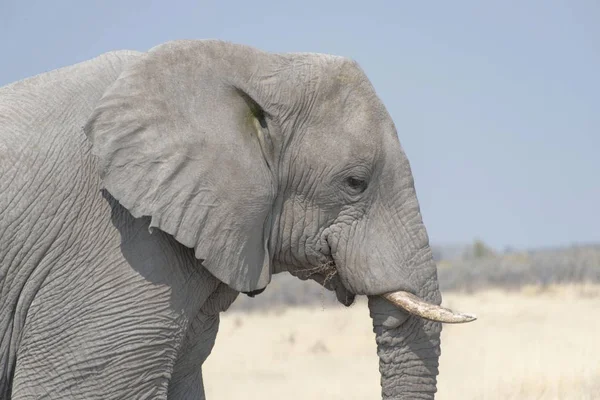 大型可爱的大象在自然栖息地在稀树草原 — 图库照片