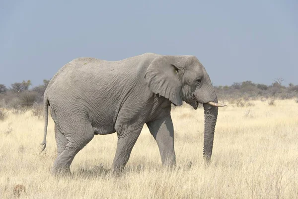 Μεγάλο Και Χαριτωμένο Ελέφαντα Στο Φυσικό Βιότοπό Στη Σαβάνα — Φωτογραφία Αρχείου