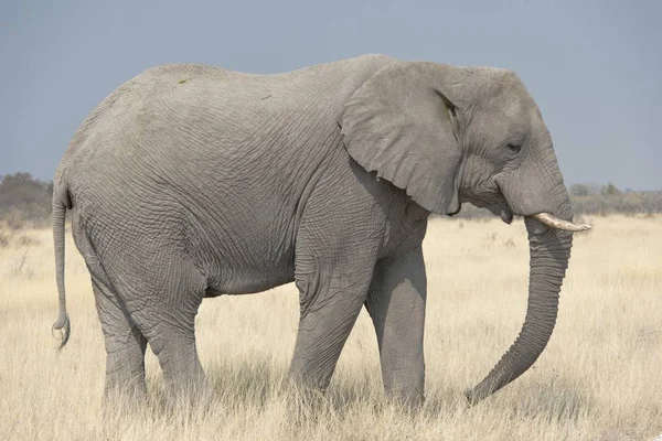 Éléphant Grand Mignon Dans Habitat Naturel Savane — Photo