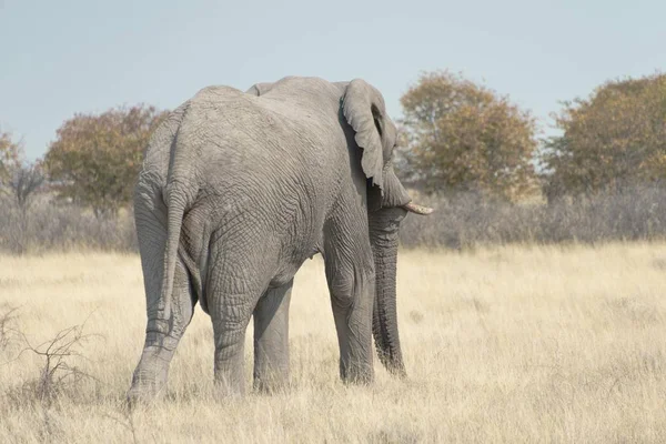 Elefante Grande Bonito Habitat Natural Savana — Fotografia de Stock