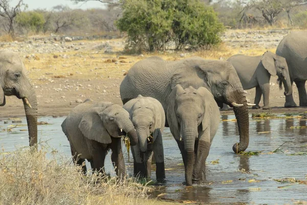 Große Und Niedliche Elefanten Natürlichen Lebensraum Savanne — Stockfoto