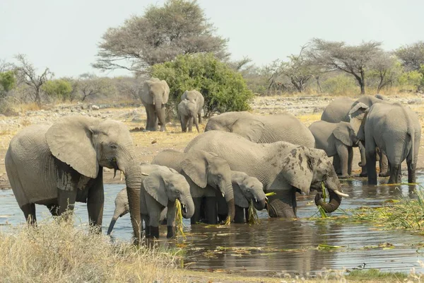 large and cute elephants in natural habitat at savanna