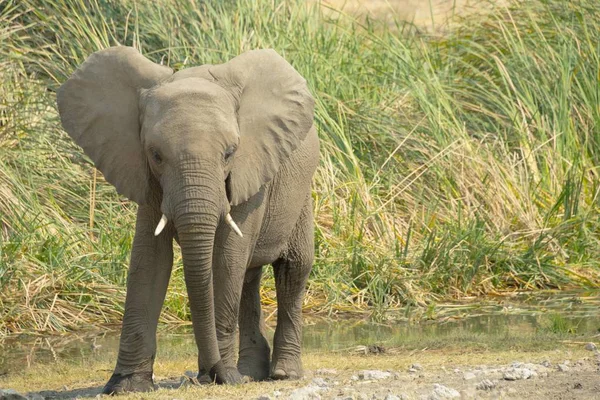 サバンナで自然の生息地で大きくてかわいい象 — ストック写真