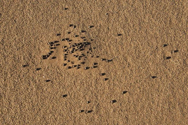 Faeces of desert animals, top view