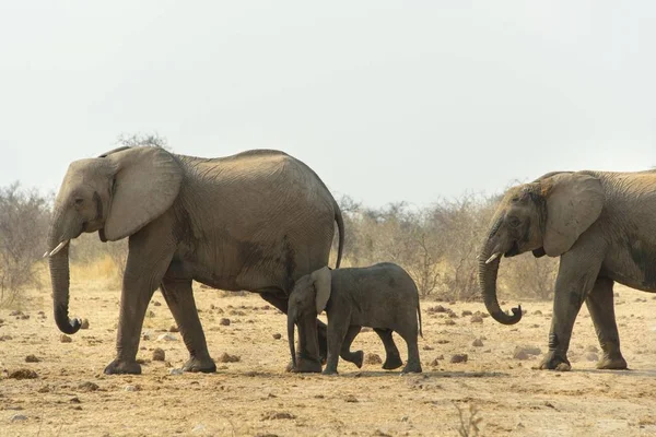 large and cute elephants in natural habitat at savanna