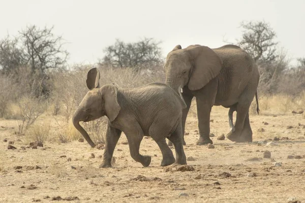 Elefanti Grandi Carini Nell Habitat Naturale Della Savana — Foto Stock