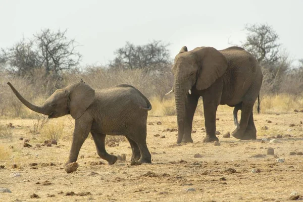 Large Cute Elephants Natural Habitat Savanna — Stock Photo, Image