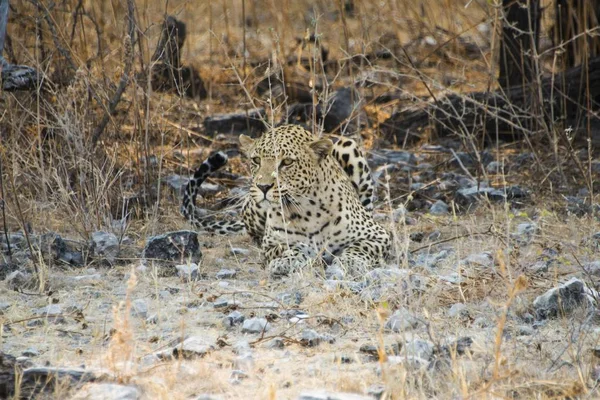 Majestuoso Leopardo Peludo Naturaleza Salvaje — Foto de Stock