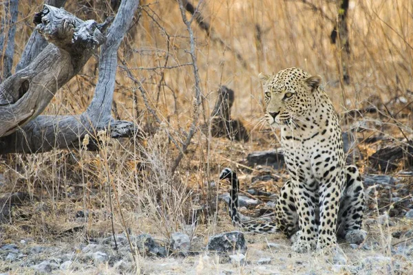 Maestoso Leopardo Peloso Natura Selvaggia — Foto Stock