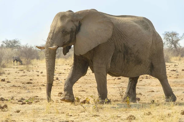 Großer Und Niedlicher Elefant Natürlichem Lebensraum Savanne — Stockfoto