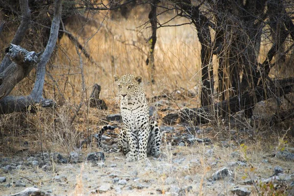 Majestueuze Harige Leopard Wilde Natuur — Stockfoto