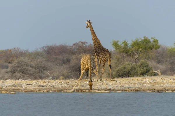 Uzun Boylu Zürafaların Yaban Hayatı Yerinde Sulama Yakınındaki — Stok fotoğraf