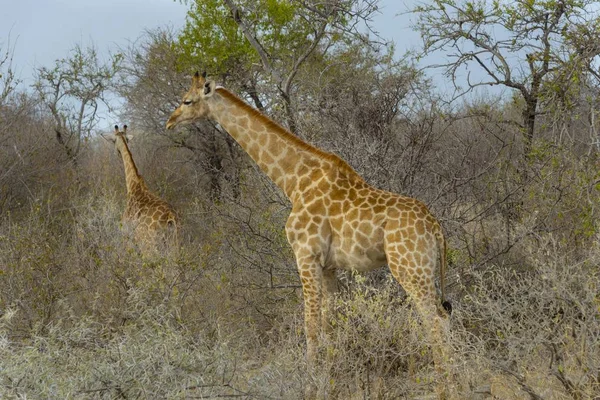 Tall Giraffes Bushes Feeding Wild Life — Stock Photo, Image