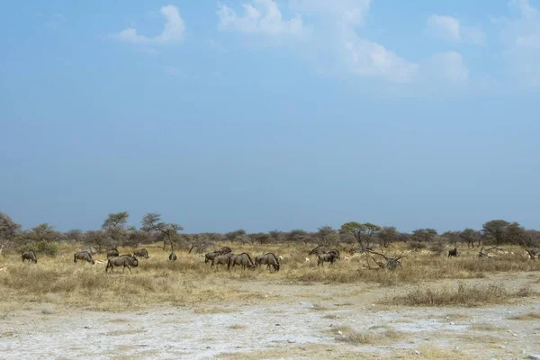 Manada Ñus Azules Parque Nacional Etosha Namibia África — Foto de Stock