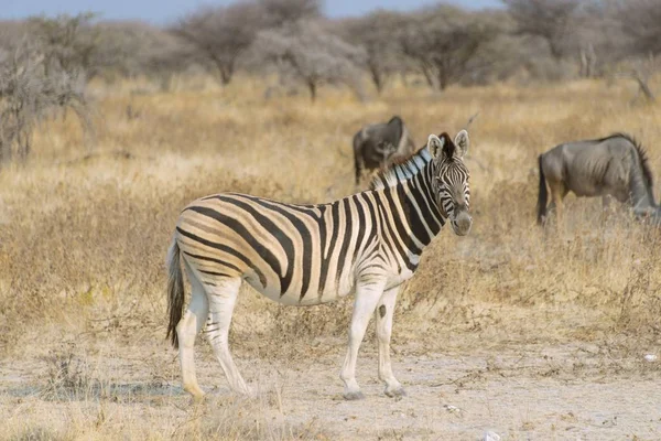 在非洲纳米比亚埃托沙国家公园 波切尔的斑马和蓝色野牛 — 图库照片