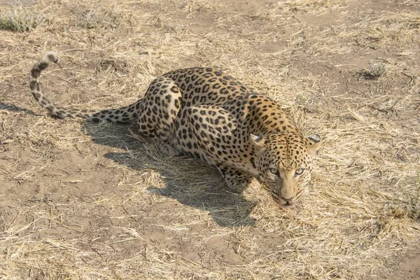 Majestátní Chlupaté Leopard Divoké Přírody — Stock fotografie